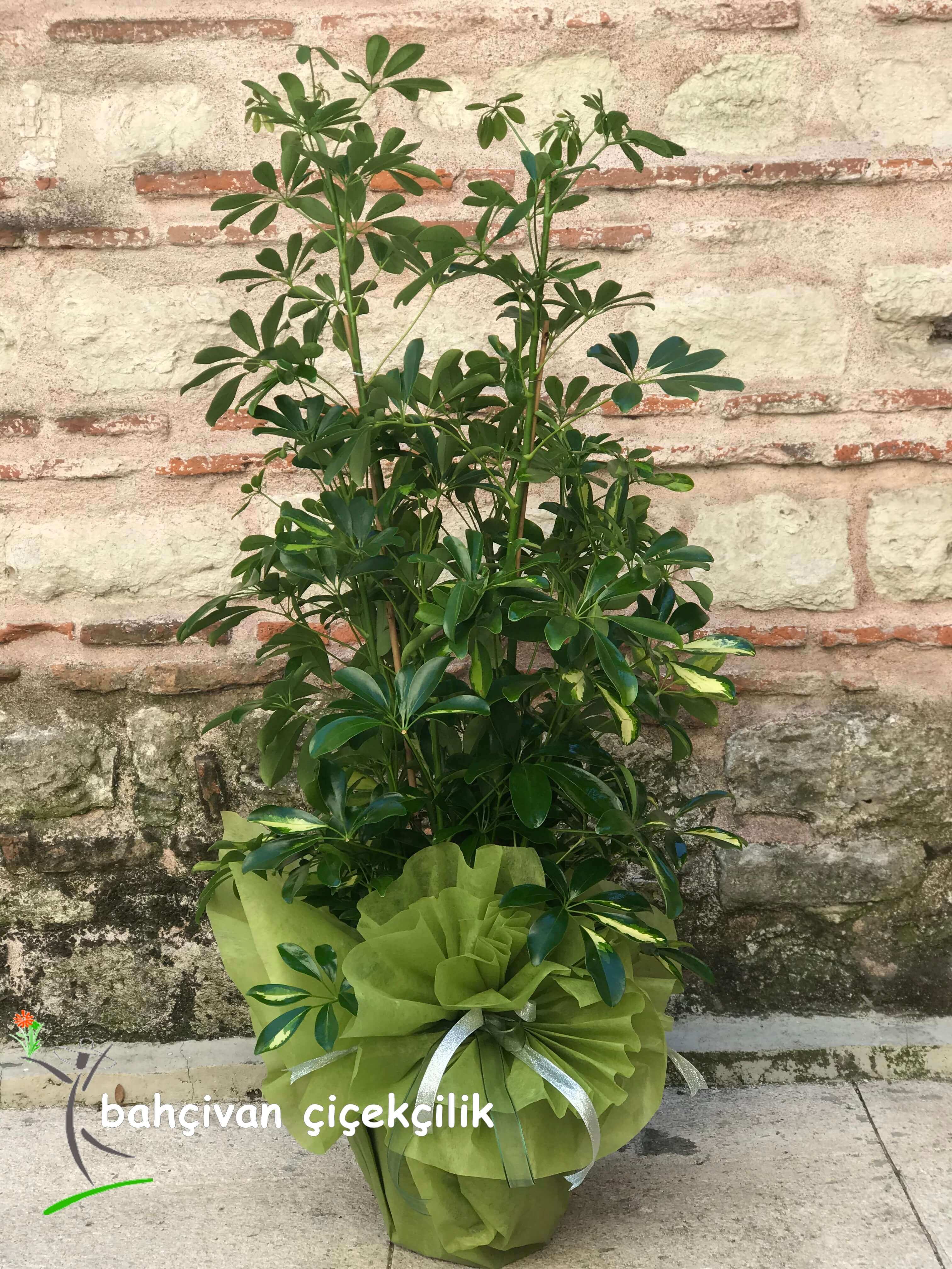 Dörtlü Şeflera Bitkisi