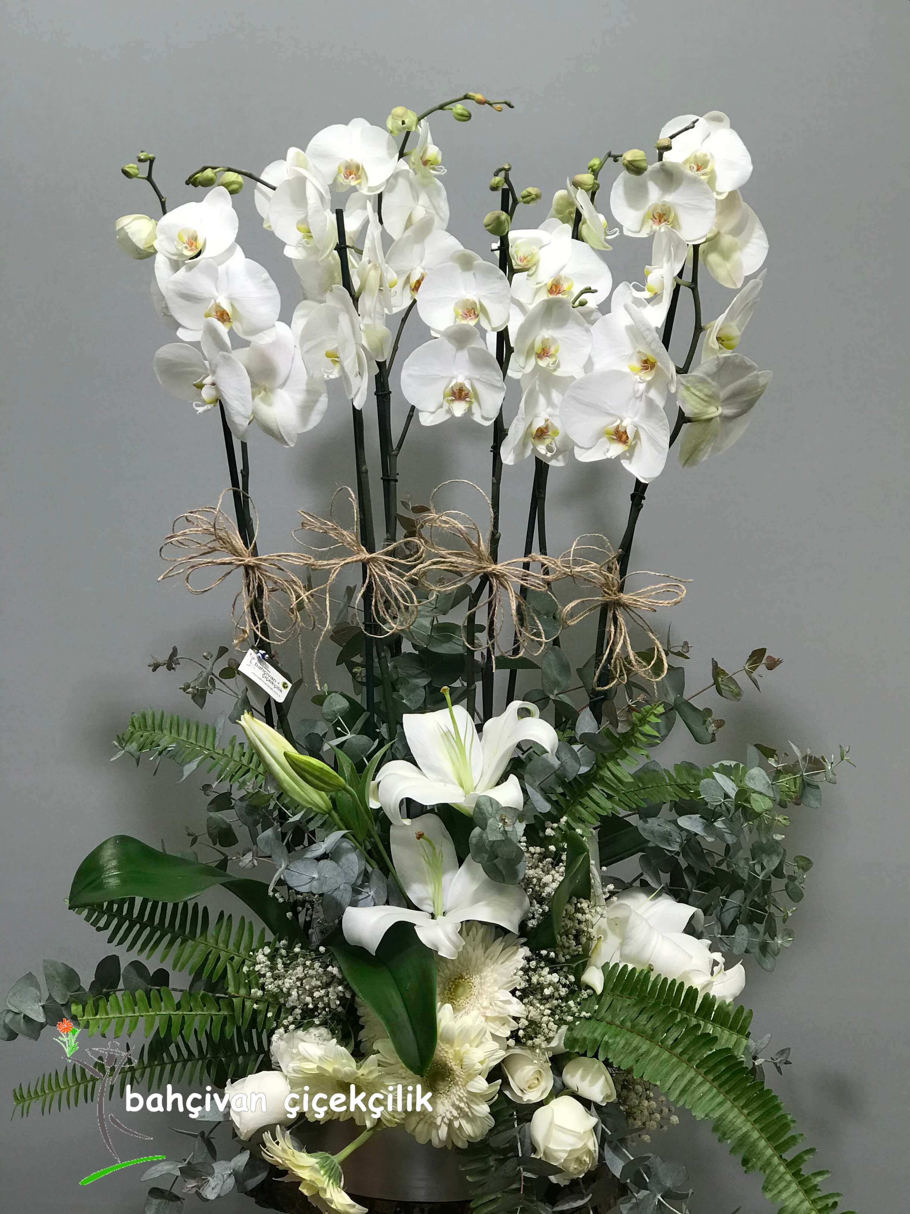 Altılı Orkide Şöleni