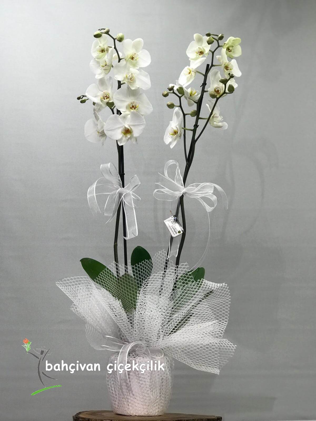 Çiftli Beyaz Orkide