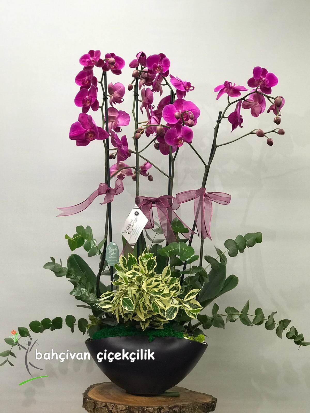 Dörtlü Mor Orkide Tasarımı