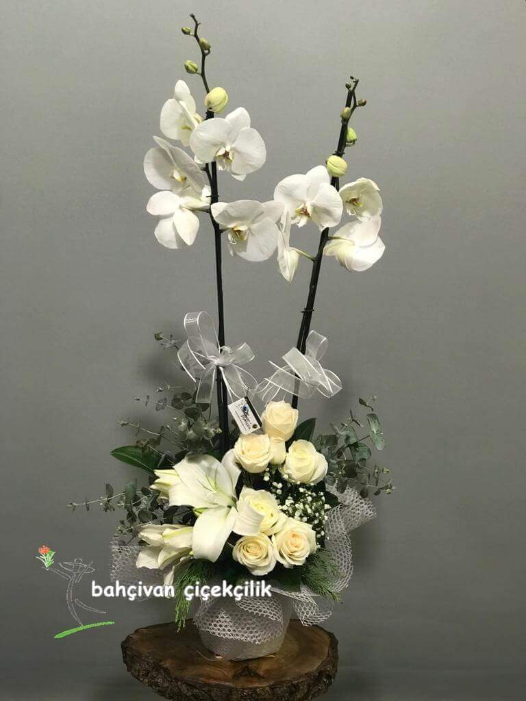 Albenili Çiftli Orkide