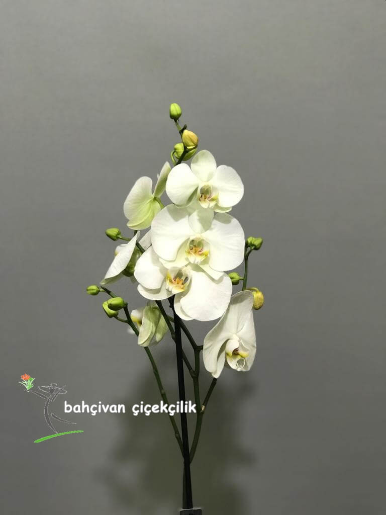Tekli Beyaz Orkide